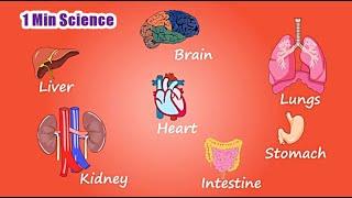 1Min Science -  Human Body Organs - Teaching Oasis - Oasis