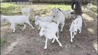 Disputa de bode Savana pela fêmea no cio.