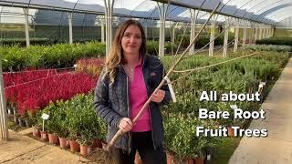 Why Buy a Bare Root Fruit Tree?