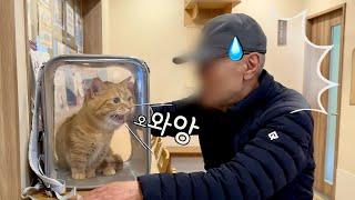 덕배에게 찾아온 냥생 최대의 시련…고양이 일상 브이로그
