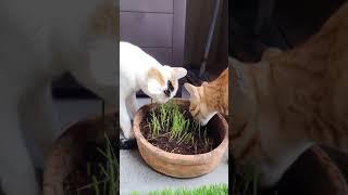 Early morning health freaks! Cat Quirks funny cat videos