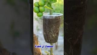 اسهل واسرع طريقة للحصول على شجرة ليمون مثمرة اا Air layering of lemon tree #farming #زراعه