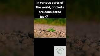 Grasshopper Bring Luck  #shorts