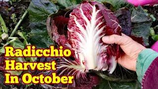 Radicchio Head/ Harvest/ How It Looks Like In Mid October / No Dig Organic Salad Leaves