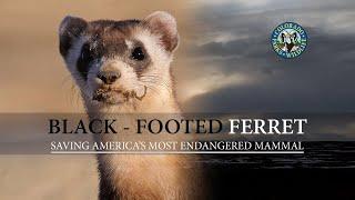 Saving The Black-Footed Ferret in Colorado