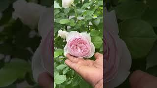 Earth Angel Rose #Glorious Peony like flowers # first flush