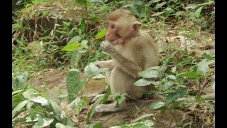 Monkey Riya  in Sovanna  Group,Jan24,2022 /U-Share Mk05