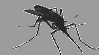 mosquito