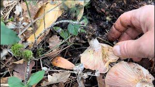 Bella fiorita funghi “sanguinelli”