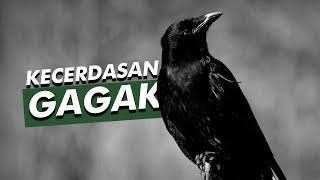 Dianggap Menyeramkan Padahal Sangat Cerdas | Burung Gagak