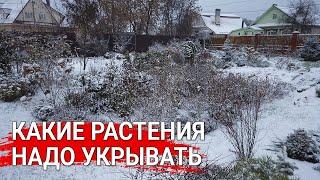 Какие растения надо укрывать