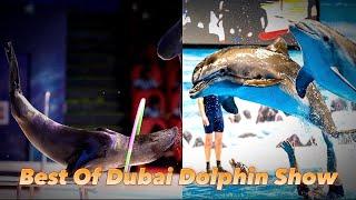 Amazing Dolphin and Seal Show in Dubai Dolphinarium | #trending