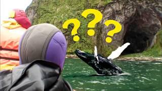 The Whale Cave Mystery