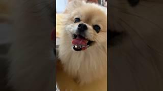 빵! 시켰더니 회오리 다이빙하는 갱이씨ㅋㅋㅋ