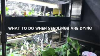 What To Do When Seedlings Are Dying , Damping Off