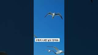 #축하합니다 #자연인광현이 #촌놈이~ #구독자1.5만