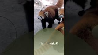 TAIL Blanket! #shorts #facts