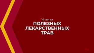 Онлайн курс обучения «Фитотерапия (Травничество)» - 10 самых полезных лекарственных трав