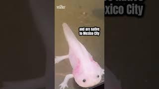 Meet the axolotl #shorts