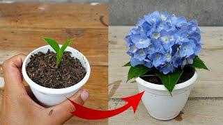 Simple Ideas To Grow Hydrangea Plant