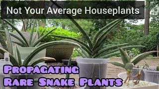 Propagating Rare Snake Plants (ballyi, hallii, hargeisana, pinguicula)