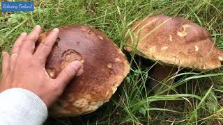 FINLAND : Picking WILD MUSHROOMS! GIANT! Funghi Porcini, Slippery Jack, and Orange Birch Bolete.