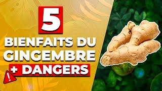 GINGEMBRE : Bienfaits et Dangers 