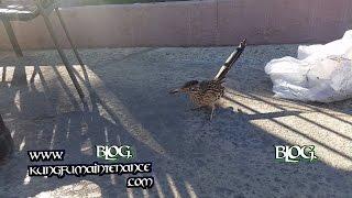 Hungry Road Runner Closest I've Ever Gotten To One Kung Fu Maintenance Video