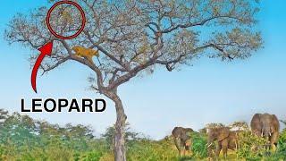 Elephants Save Leopard From Lions in Tree