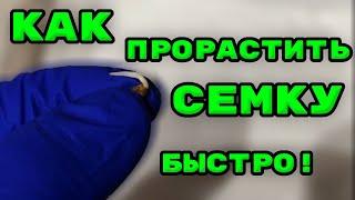 Как легко прорастить семечку