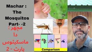 Machhar : The Mosquitoes Part - 2   II   مچھر: دا مَاسِکیٹوس پارٹ ٹو