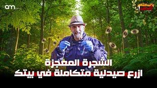 الشجرة المعجزة : ازرع صيدلية متكاملة في بيتك ( فوائدها - زراعتها - تسميدها ) المورينجا شجرة الحياة