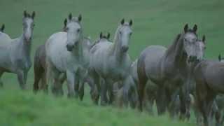 Classical horsemanship and the High School of the Spanish Riding School Vienna