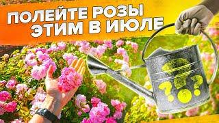 РОЗЫ НЕ ЦВЕТУТ? ГЛАВНАЯ ПОДКОРМКА РОЗ ДЛЯ ПЫШНОГО ЦВЕТЕНИЯ