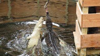 Crocodiles Of The World - Nile Crocodile Feed!