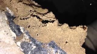 Termite Infestation Under Bathtub