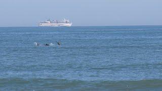 Dolphins Swim off the Beach in Cocoa Beach Florida in 4k UHD