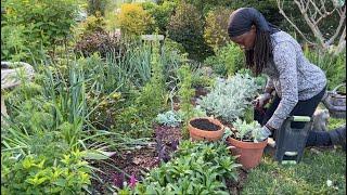 How to Propagate Sedum  RESULTS