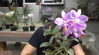 LIVE DE VENDAS DE ORQUIDEAS 09/09