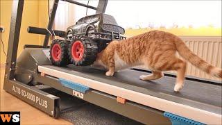 Cat Tries to Hide Under a Moving Truck on a Treadmill