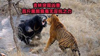 吉林突现凶兽，百斤黑熊竟毫无反抗之力，究竟是什么生物？