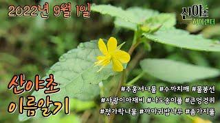 2022년 9월 1일 산야초 이름알기 #산야초 #산야초하이랜더 #야생화 #진안군 #약초 #산나물