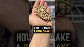 How to make an egg tub and incubate snake eggs! #snakebreeding