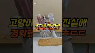 고양이 홈카페의 소름돋는 진실ㅎㄷㄷ #동물 #고양이 #반려동물