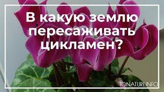 В какую землю сажать цикламен? | toNature.Info