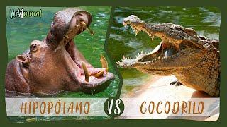 HIPOPÓTAMO vs COCODRILO del NILO: ¿Cuál es el dueño de los ríos?