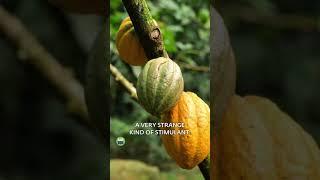The Only Way You Should Have Chocolate | Sadhguru #shorts #sadhguru #ytshorts #spirituality