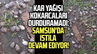 Kar yağışı kokarcaları durduramadı: Samsun'da istila devam ediyor!