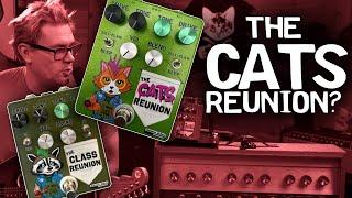 The Summer School Cats Reunion / Class Reunion: B's Music Shop Exclusive | In-Depth Pedal Review