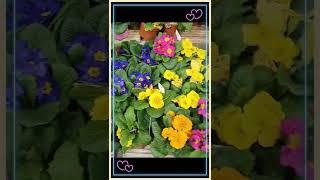 [B&Q] Primrose | Spring Bedding Plants | Garden Centre | Spring Plants | B&Q in the UK | #Shorts